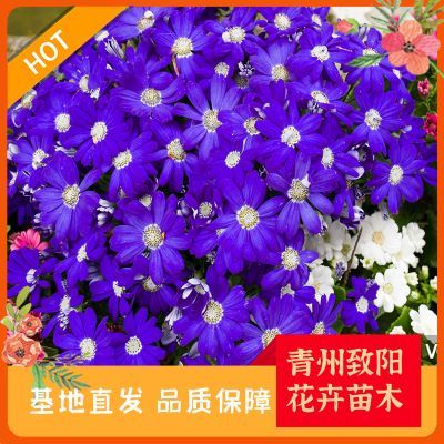 綠意盎然，生機無限 探索苗木種植的奧秘與價值