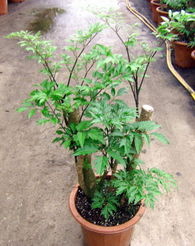 廣州森源花卉 專業(yè)苗木種植，打造花卉世界優(yōu)質(zhì)產(chǎn)品展示