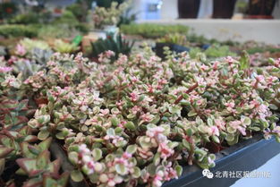 八里橋市場水產(chǎn)花卉廳重裝開業(yè)，市場搬遷計劃暫緩引關(guān)注