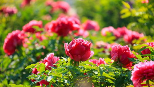 618熱度減退，半畝花田如何憑借苗木種植逆勢增長？