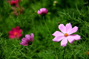 花卉苗木種植 從選種到繁育的全程指南